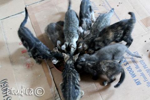 Affidato piu' di 90 gattini!